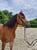 Horse ad