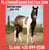 Horse ad