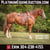 Horse ad