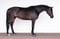 Annuncio cavallo