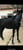 Annuncio cavallo