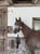 Anuncio de caballos