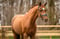 Annonce cheval