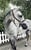 Horse ad