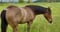 Horse ad