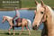 Annuncio cavallo