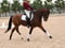 Horse ad