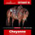 Paardadvertentie