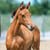 Annuncio cavallo