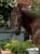 Horse ad