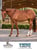 Annuncio cavallo