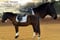 Horse ad