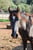 Horse ad