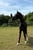 Horse ad