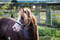 Paardadvertentie
