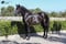 Horse ad