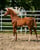 Horse ad