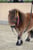 Annuncio cavallo
