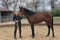 Annuncio cavallo