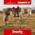 Horse ad