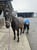 Horse ad