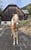 Annuncio cavallo