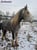 Horse ad