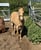 Annuncio cavallo