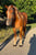 Paardadvertentie