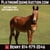 Horse ad