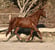 Horse ad