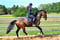 Horse ad