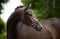 Annonce cheval