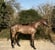 Annuncio cavallo
