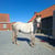 Anuncio de caballos