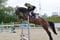 Horse ad