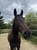 Horse ad