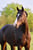 Horse ad