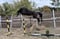 Horse ad