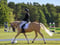 Annuncio cavallo