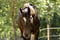 Horse ad