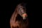 Annuncio cavallo