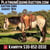 Horse ad