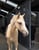 Annuncio cavallo