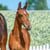 Anuncio de caballos