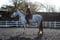 Horse ad