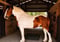 Annuncio cavallo