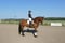 Horse ad