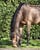 Annuncio cavallo
