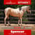 Paardadvertentie